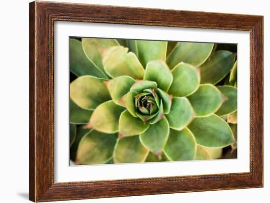 Sempervivum Rupicolum III-Erin Berzel-Framed Photographic Print