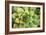 Sempervivum Rupicolum III-Erin Berzel-Framed Photographic Print