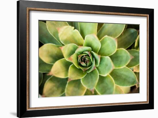 Sempervivum Rupicolum III-Erin Berzel-Framed Photographic Print