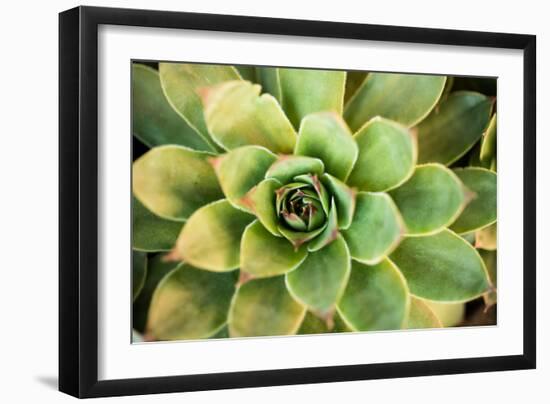 Sempervivum Rupicolum III-Erin Berzel-Framed Photographic Print