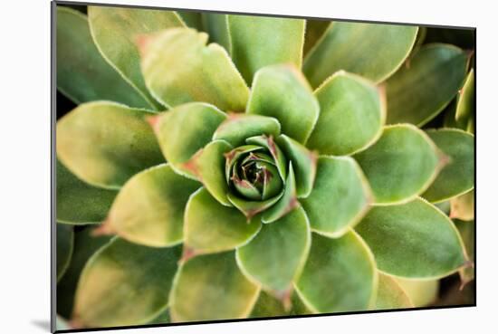 Sempervivum Rupicolum III-Erin Berzel-Mounted Photographic Print