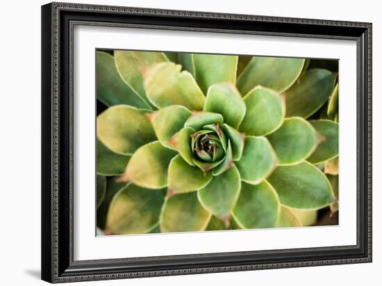 Sempervivum Rupicolum III-Erin Berzel-Framed Photographic Print