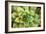 Sempervivum Rupicolum III-Erin Berzel-Framed Photographic Print