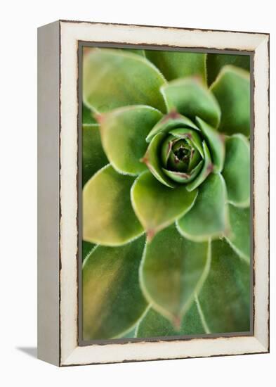 Sempervivum Rupicolum IV-Erin Berzel-Framed Premier Image Canvas