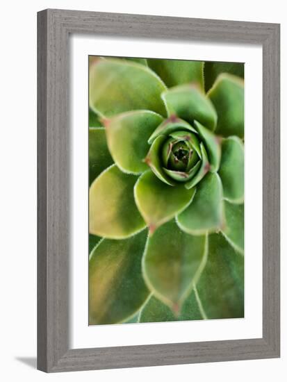 Sempervivum Rupicolum IV-Erin Berzel-Framed Photographic Print