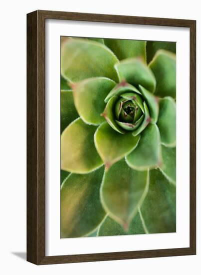 Sempervivum Rupicolum IV-Erin Berzel-Framed Photographic Print