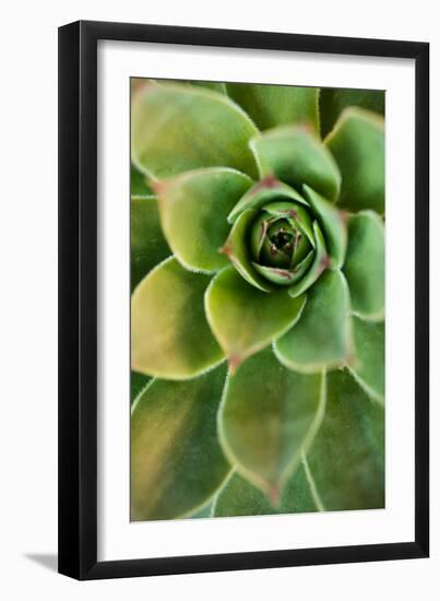 Sempervivum Rupicolum IV-Erin Berzel-Framed Photographic Print