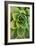 Sempervivum Rupicolum IV-Erin Berzel-Framed Photographic Print