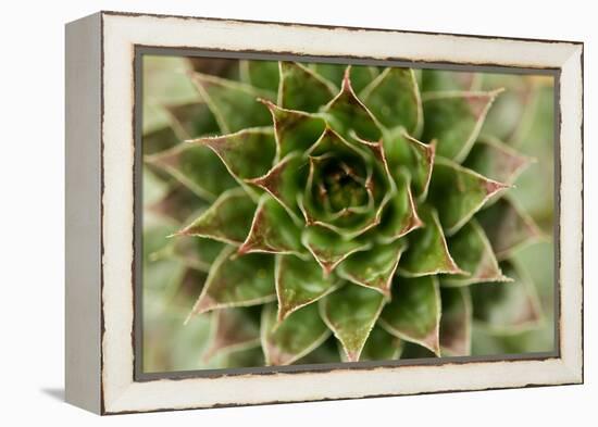 Sempervivum Succulent II-Erin Berzel-Framed Premier Image Canvas