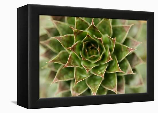 Sempervivum Succulent II-Erin Berzel-Framed Premier Image Canvas