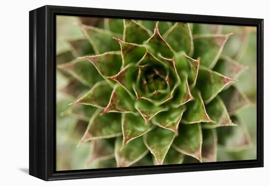 Sempervivum Succulent II-Erin Berzel-Framed Premier Image Canvas