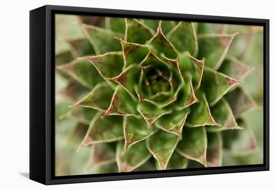 Sempervivum Succulent II-Erin Berzel-Framed Premier Image Canvas