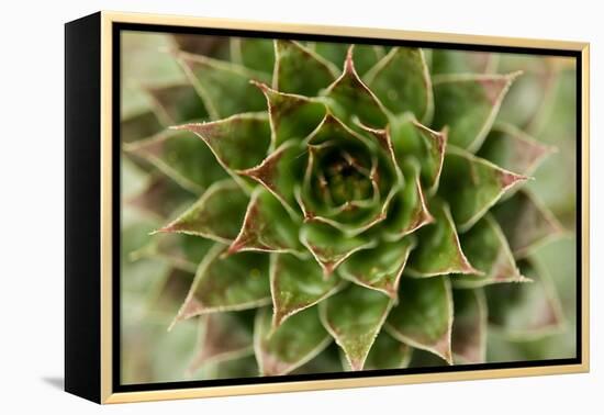 Sempervivum Succulent II-Erin Berzel-Framed Premier Image Canvas