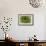 Sempervivum Succulent II-Erin Berzel-Framed Photographic Print displayed on a wall