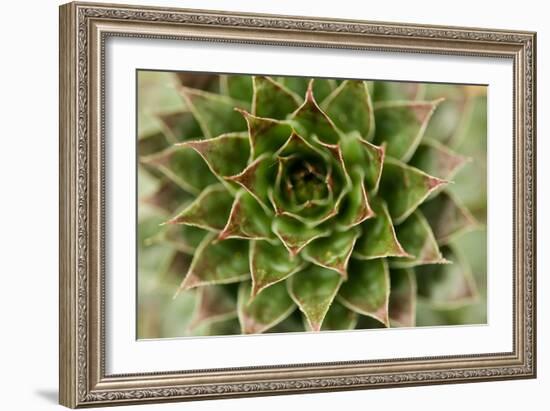 Sempervivum Succulent II-Erin Berzel-Framed Photographic Print