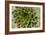 Sempervivum Succulent II-Erin Berzel-Framed Photographic Print