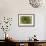 Sempervivum Succulent II-Erin Berzel-Framed Photographic Print displayed on a wall