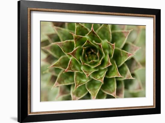 Sempervivum Succulent II-Erin Berzel-Framed Photographic Print