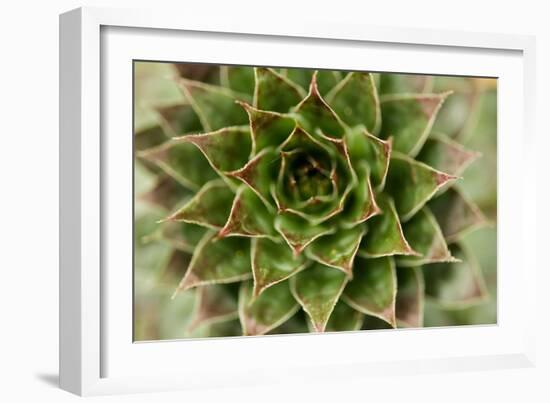Sempervivum Succulent II-Erin Berzel-Framed Photographic Print