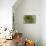 Sempervivum Succulent II-Erin Berzel-Mounted Photographic Print displayed on a wall