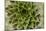 Sempervivum Succulent II-Erin Berzel-Mounted Photographic Print