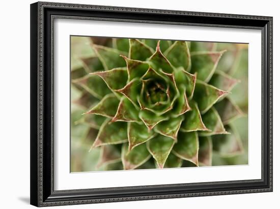 Sempervivum Succulent II-Erin Berzel-Framed Photographic Print