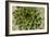 Sempervivum Succulent II-Erin Berzel-Framed Photographic Print