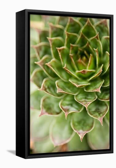 Sempervivum Succulent III-Erin Berzel-Framed Premier Image Canvas