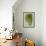 Sempervivum Succulent III-Erin Berzel-Framed Photographic Print displayed on a wall