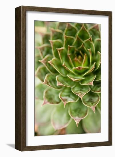 Sempervivum Succulent III-Erin Berzel-Framed Photographic Print