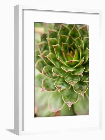 Sempervivum Succulent III-Erin Berzel-Framed Photographic Print