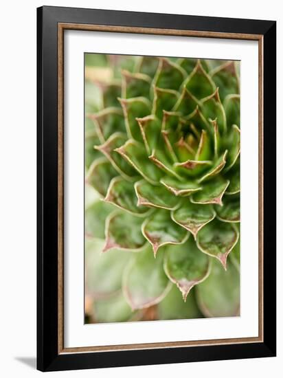 Sempervivum Succulent III-Erin Berzel-Framed Photographic Print