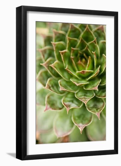 Sempervivum Succulent III-Erin Berzel-Framed Photographic Print