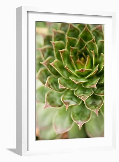 Sempervivum Succulent III-Erin Berzel-Framed Photographic Print