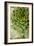 Sempervivum Succulent III-Erin Berzel-Framed Photographic Print