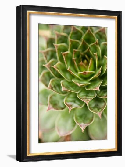 Sempervivum Succulent III-Erin Berzel-Framed Photographic Print