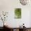 Sempervivum Succulent III-Erin Berzel-Photographic Print displayed on a wall