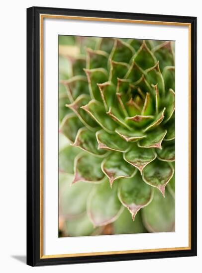 Sempervivum Succulent III-Erin Berzel-Framed Photographic Print