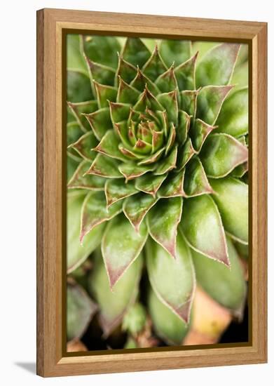 Sempervivum Succulent IV-Erin Berzel-Framed Premier Image Canvas