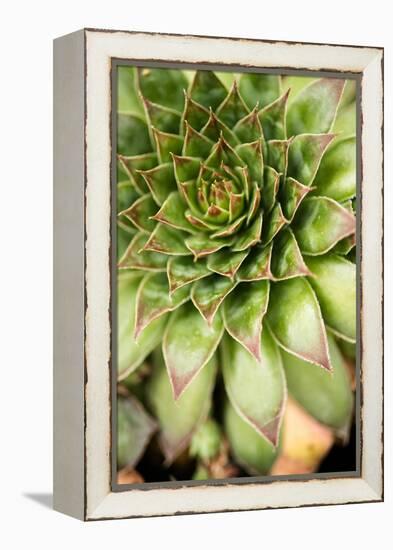 Sempervivum Succulent IV-Erin Berzel-Framed Premier Image Canvas