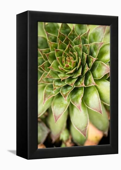 Sempervivum Succulent IV-Erin Berzel-Framed Premier Image Canvas