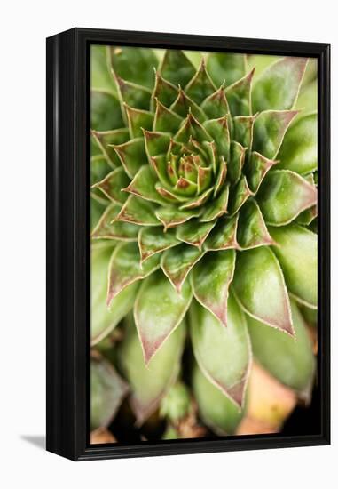 Sempervivum Succulent IV-Erin Berzel-Framed Premier Image Canvas