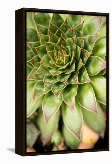 Sempervivum Succulent IV-Erin Berzel-Framed Premier Image Canvas