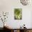 Sempervivum Succulent IV-Erin Berzel-Framed Premier Image Canvas displayed on a wall