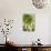 Sempervivum Succulent IV-Erin Berzel-Framed Premier Image Canvas displayed on a wall