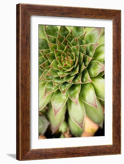 Sempervivum Succulent IV-Erin Berzel-Framed Photographic Print