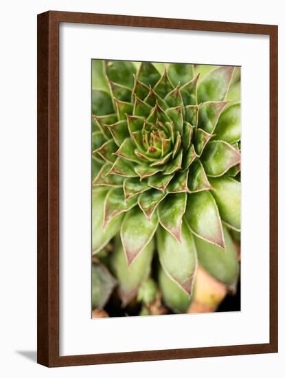 Sempervivum Succulent IV-Erin Berzel-Framed Photographic Print