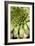 Sempervivum Succulent IV-Erin Berzel-Framed Photographic Print