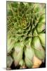 Sempervivum Succulent IV-Erin Berzel-Mounted Photographic Print