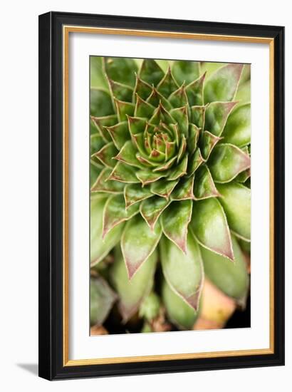 Sempervivum Succulent IV-Erin Berzel-Framed Photographic Print